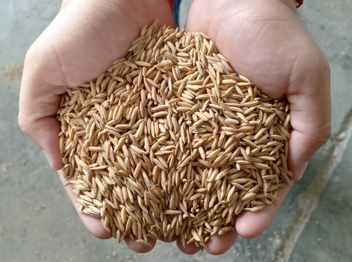 Manos sosteniendo arroz en cáscara