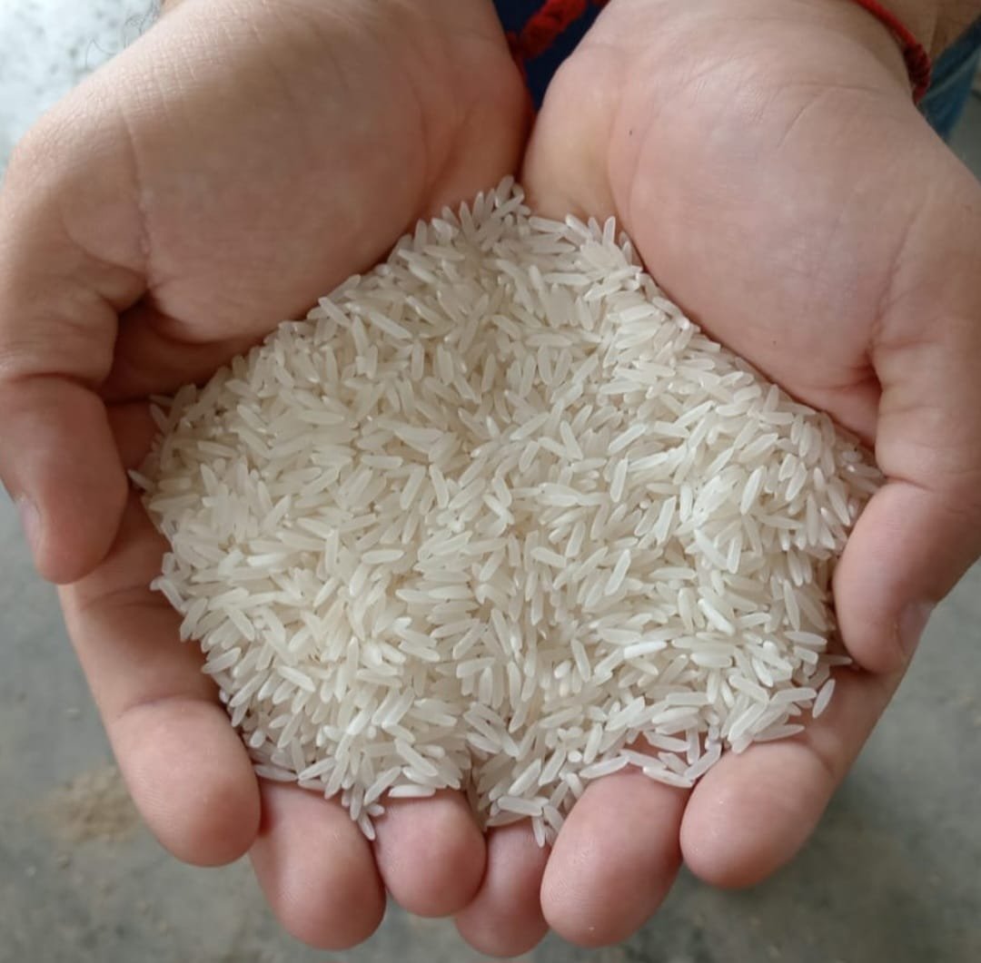Manos sosteniendo arroz pilado