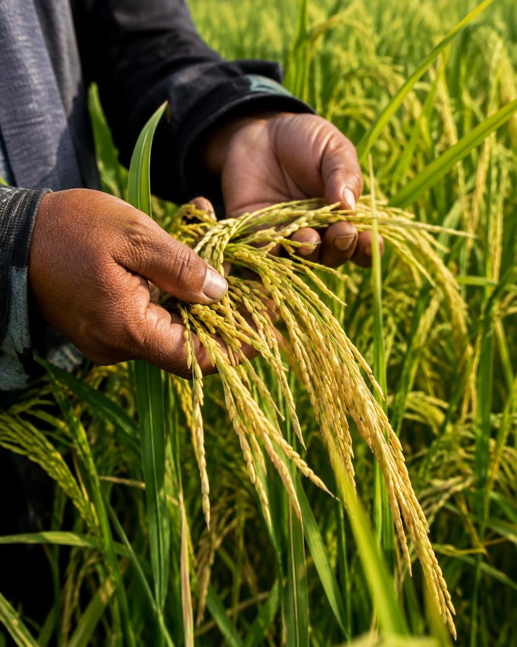Agricultor sosteniendo espigas de arroz